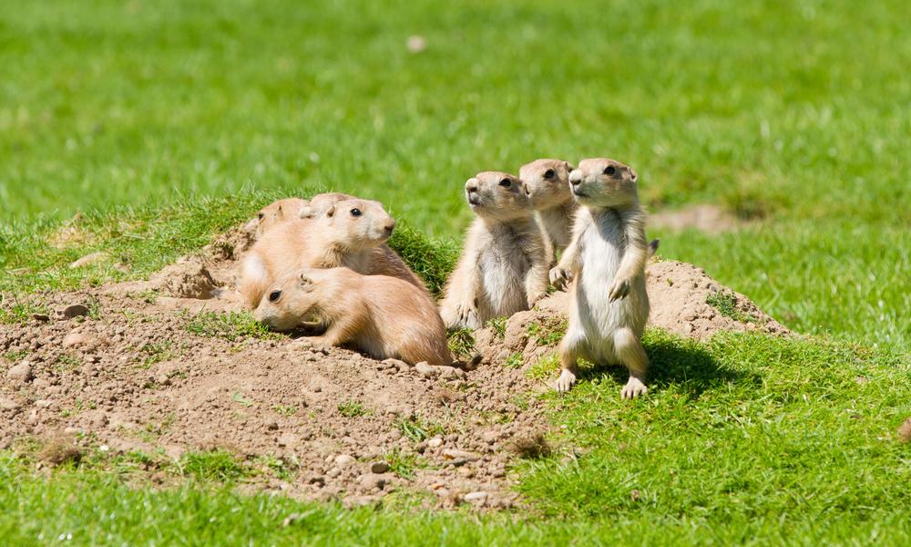 prarie dogs