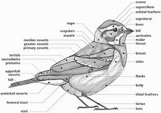 sparrow physio
